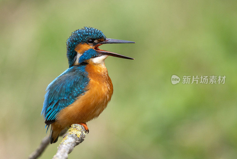 雄性翠鸟(Alcedo atthis)